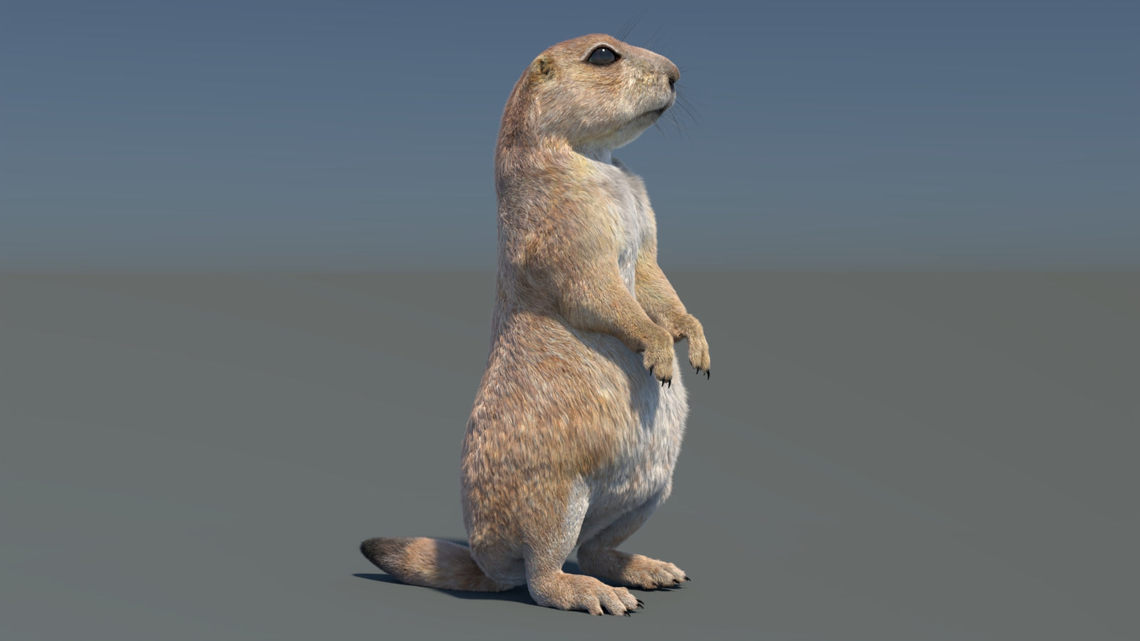 Rigged Prairie Dog 3D Model Fur 360° view 3 frame 27
