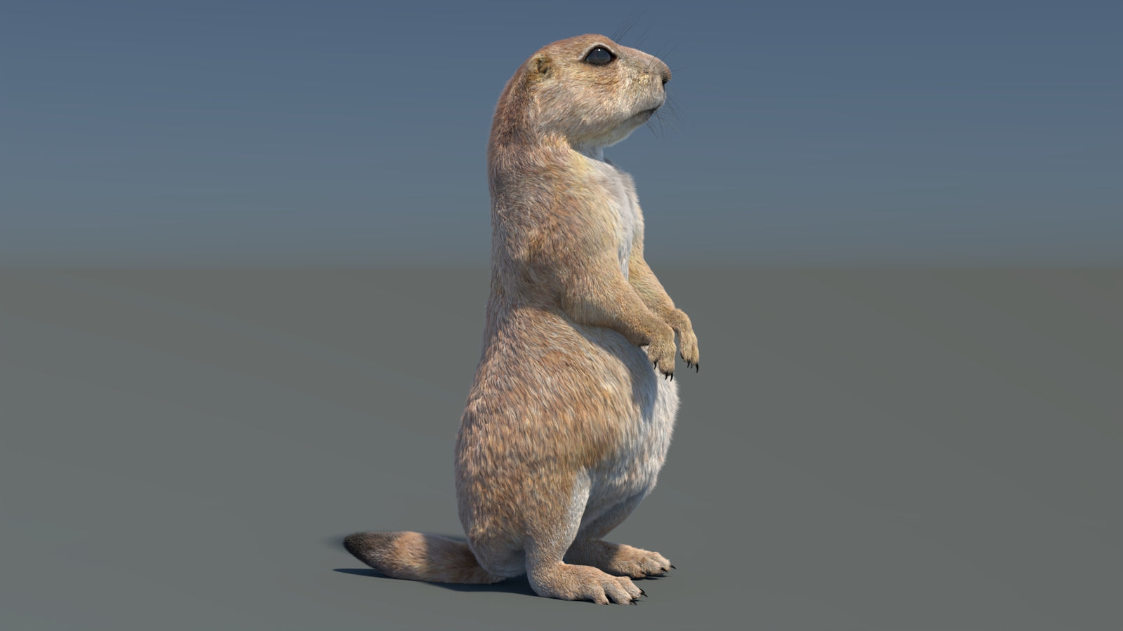 Rigged Prairie Dog 3D Model Fur 360° view 3 frame 29