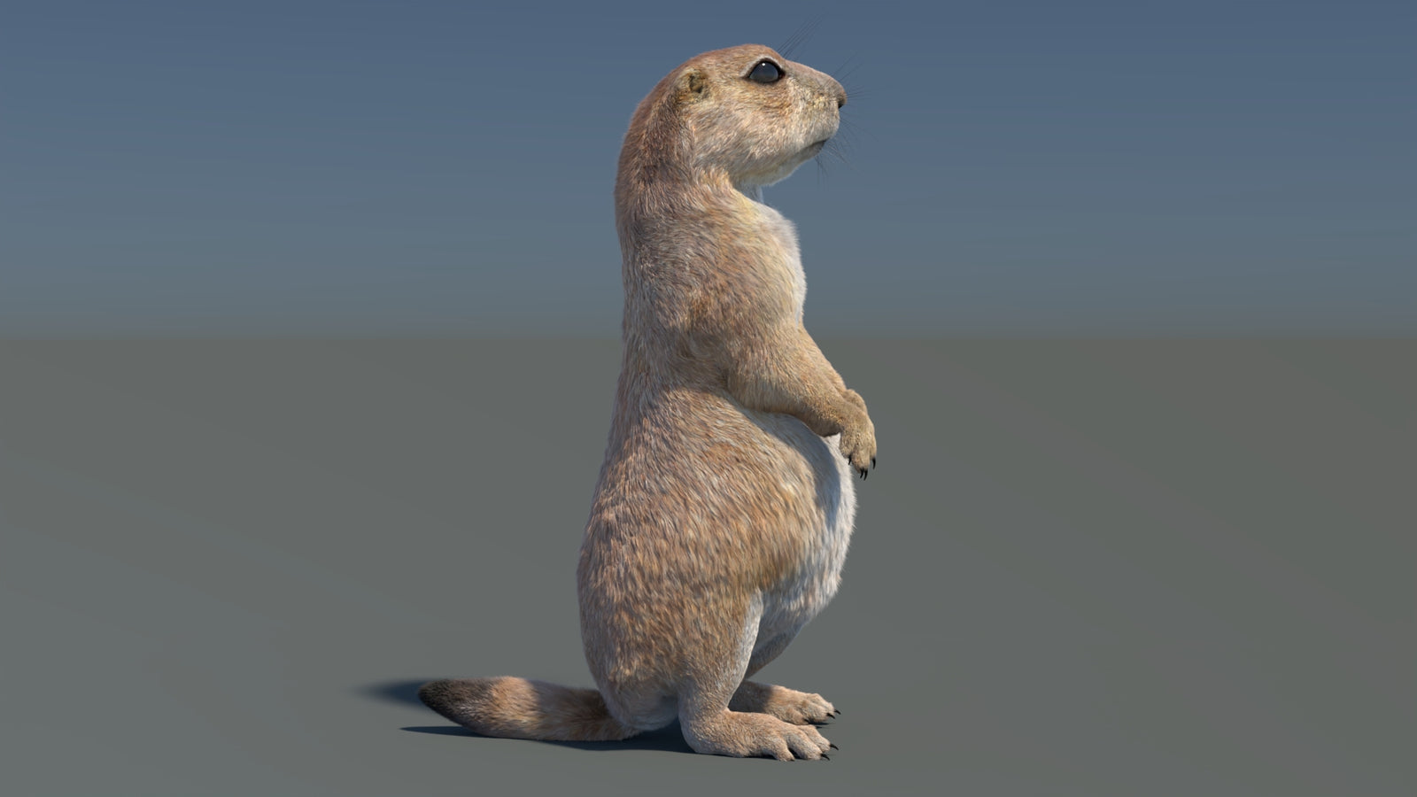 Rigged Prairie Dog 3D Model Fur 360° view 3 frame 32