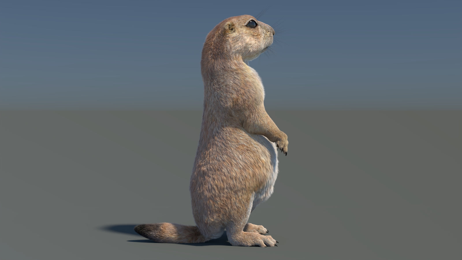 Rigged Prairie Dog 3D Model Fur 360° view 3 frame 35