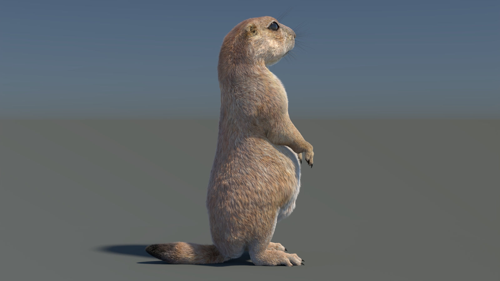 Rigged Prairie Dog 3D Model Fur 360° view 3 frame 37