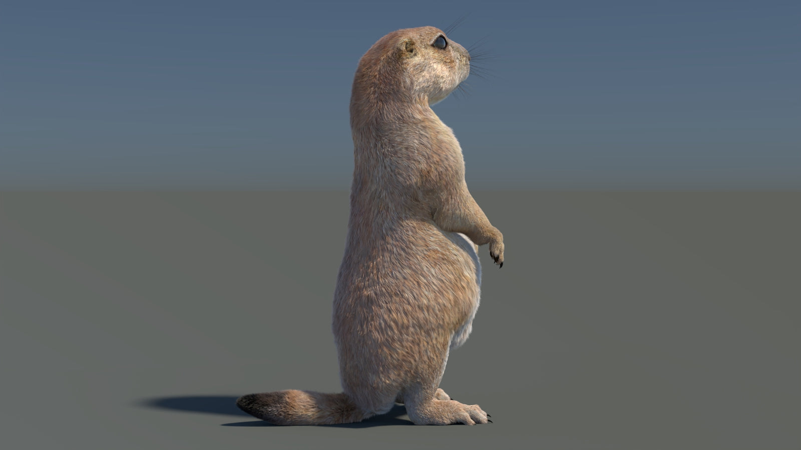Rigged Prairie Dog 3D Model Fur 360° view 3 frame 39