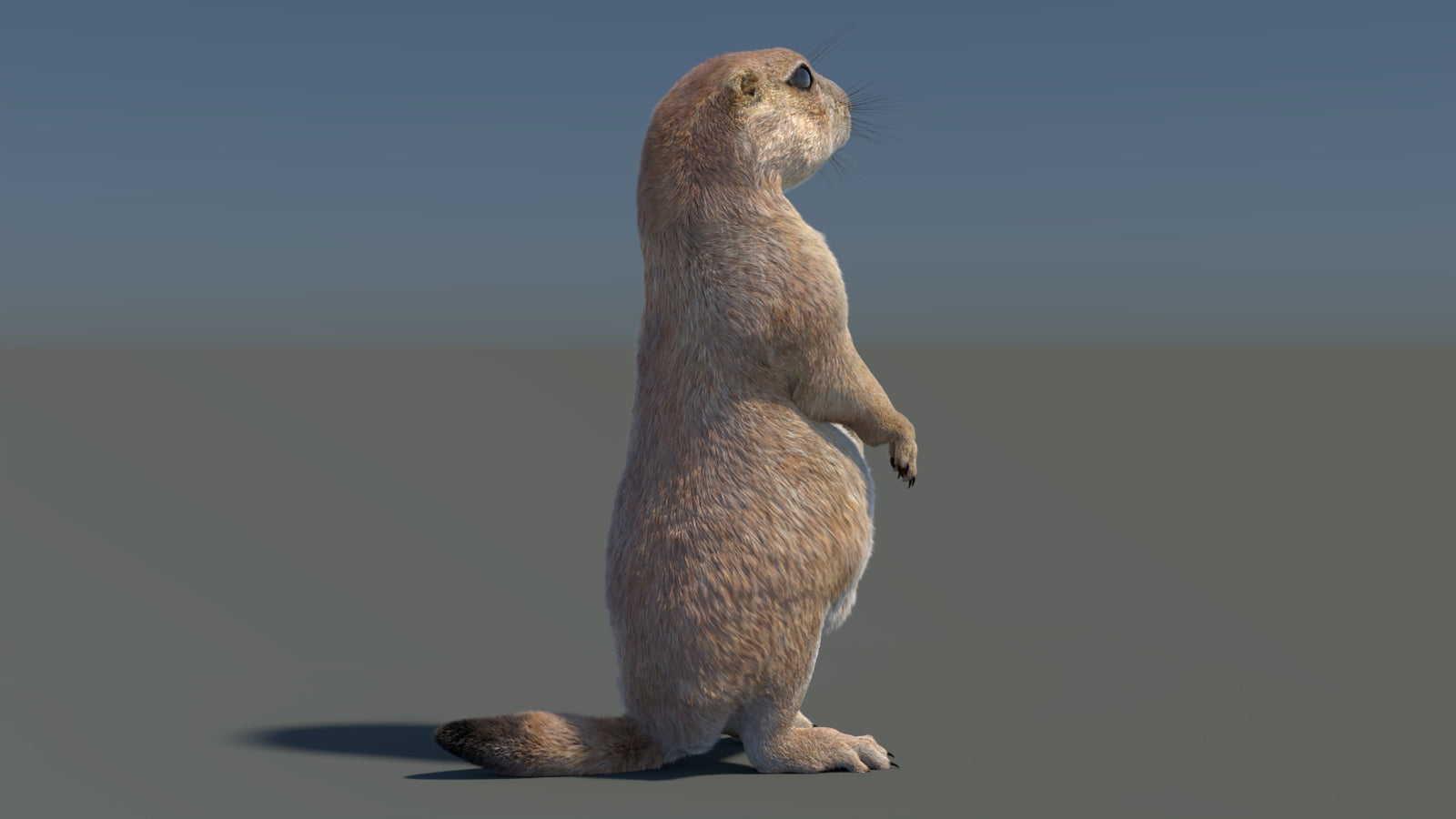 Rigged Prairie Dog 3D Model Fur 360° view 3 frame 40