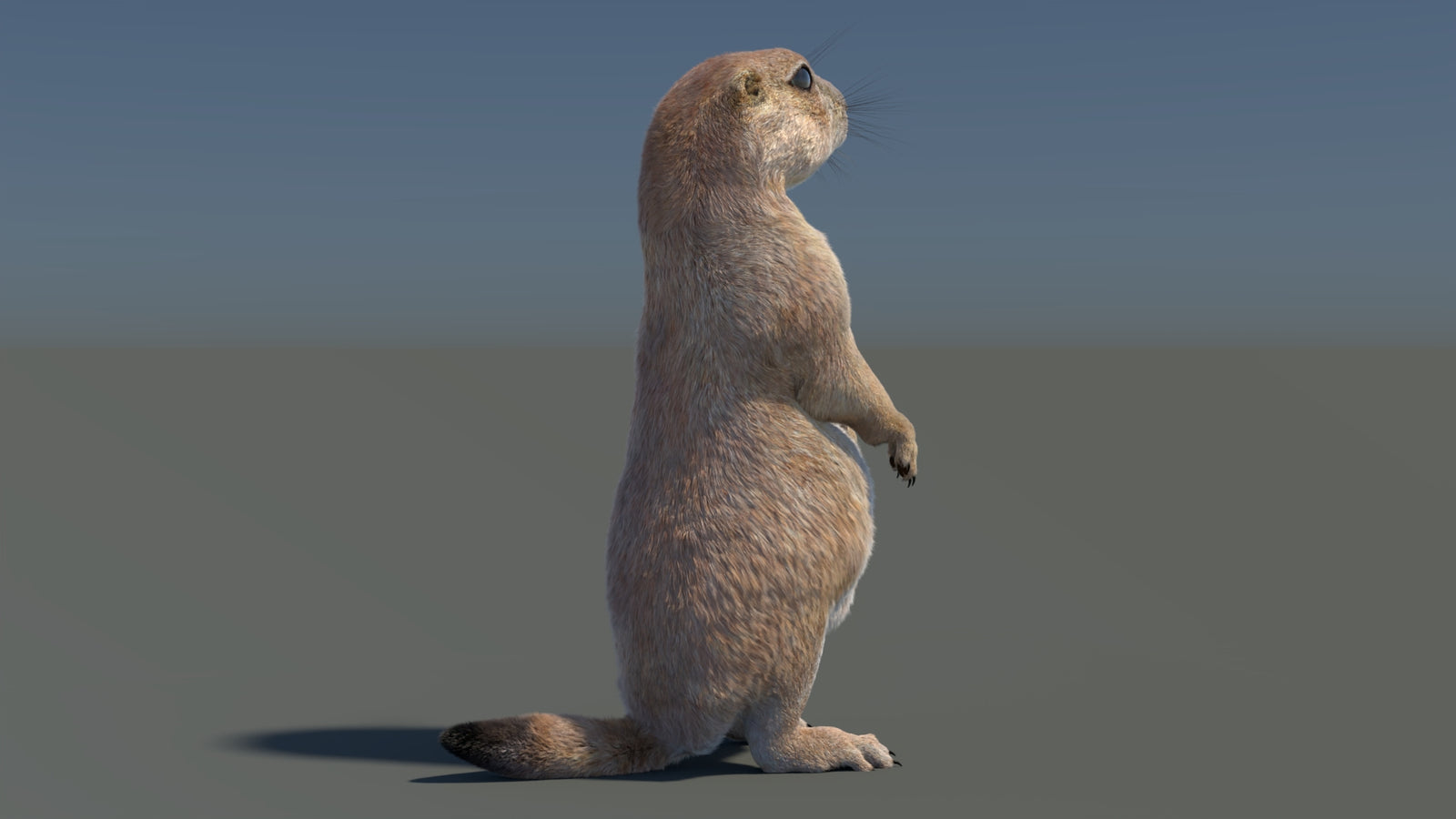 Rigged Prairie Dog 3D Model Fur 360° view 3 frame 41