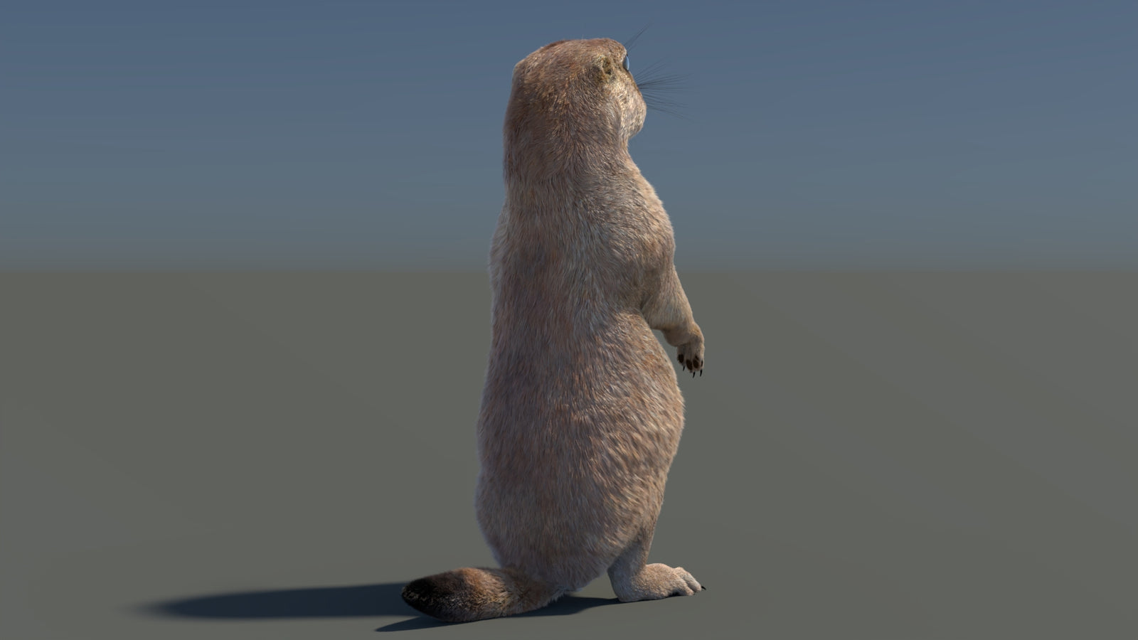 Rigged Prairie Dog 3D Model Fur 360° view 3 frame 48
