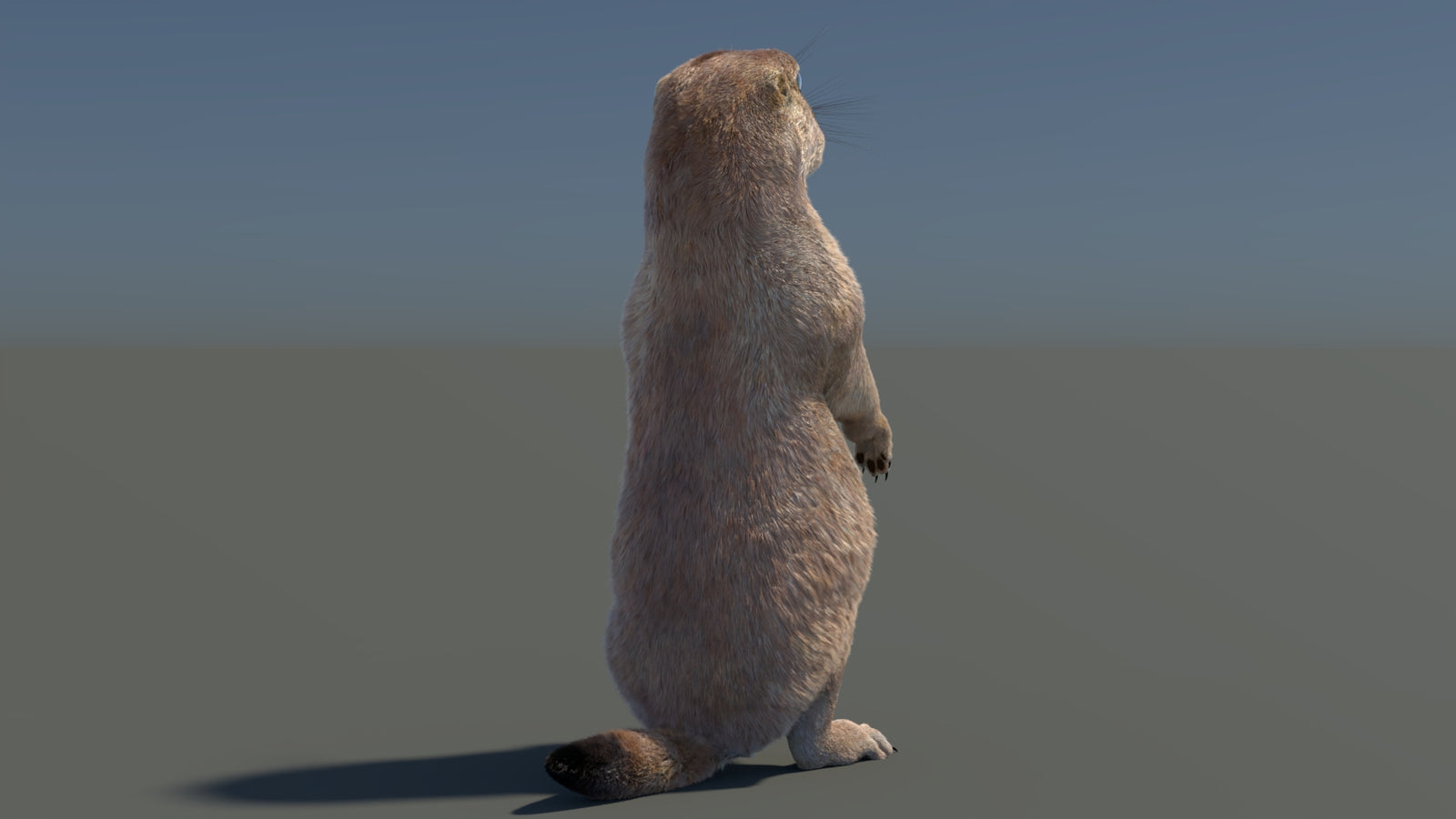 Rigged Prairie Dog 3D Model Fur 360° view 3 frame 50