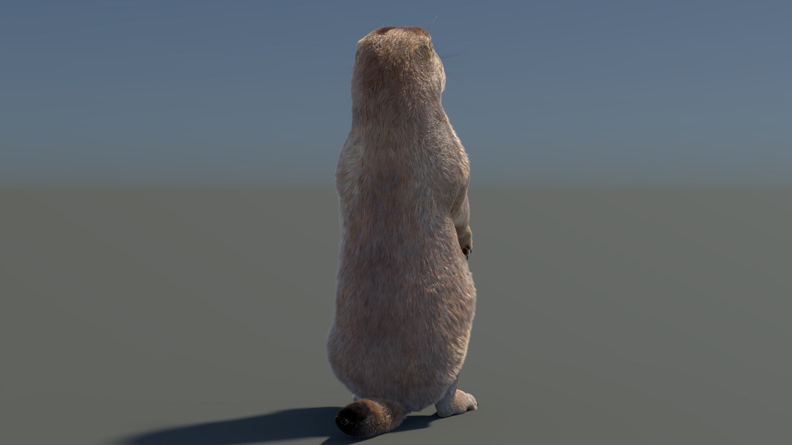 Rigged Prairie Dog 3D Model Fur 360° view 3 frame 54