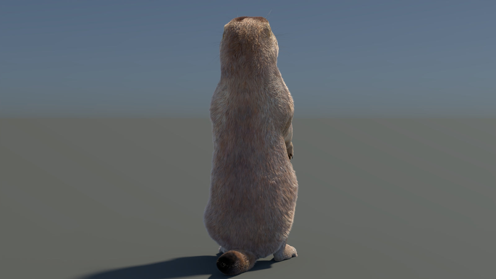Rigged Prairie Dog 3D Model Fur 360° view 3 frame 55