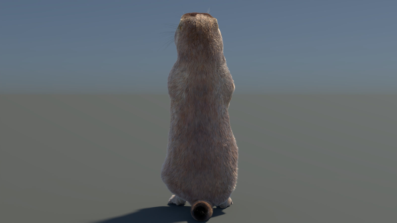 Rigged Prairie Dog 3D Model Fur 360° view 3 frame 59