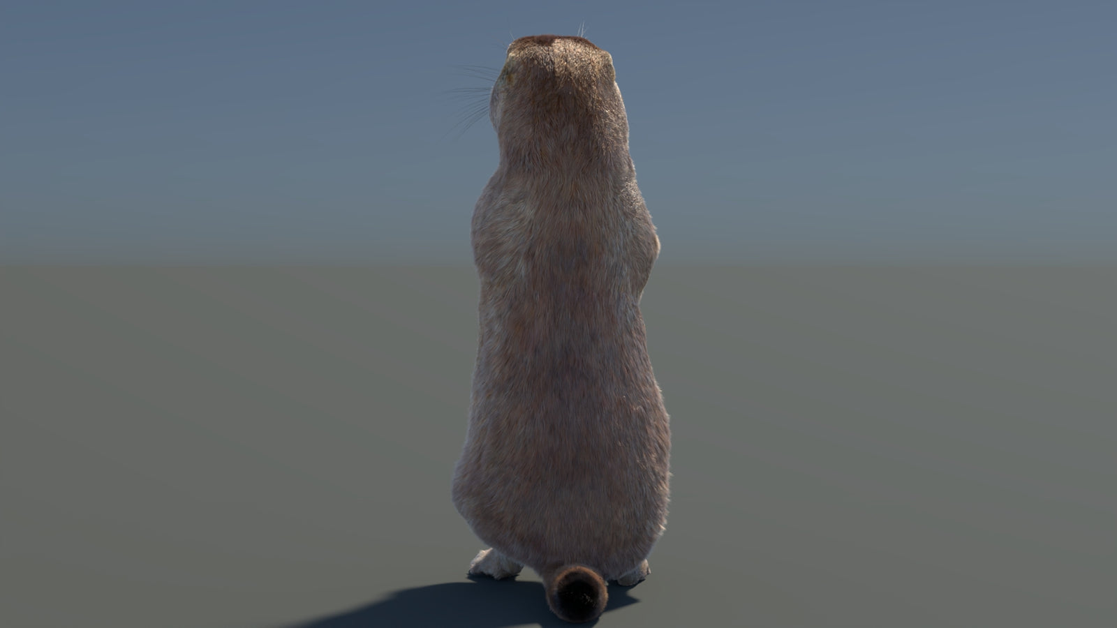 Rigged Prairie Dog 3D Model Fur 360° view 3 frame 60