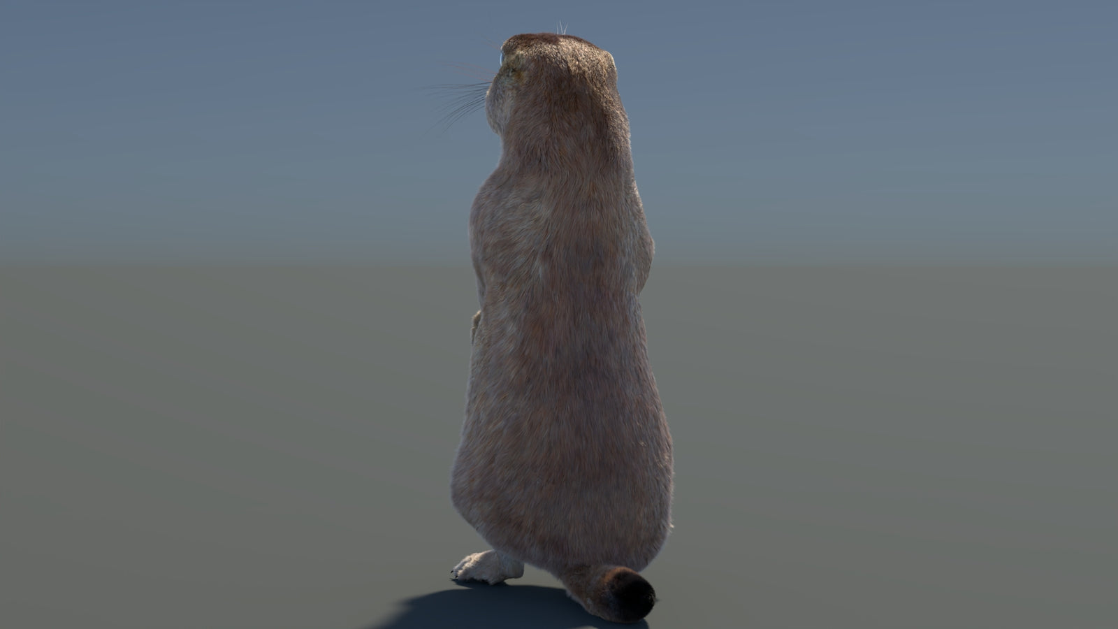 Rigged Prairie Dog 3D Model Fur 360° view 3 frame 64