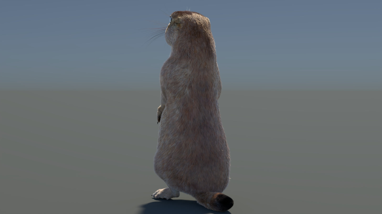 Rigged Prairie Dog 3D Model Fur 360° view 3 frame 66