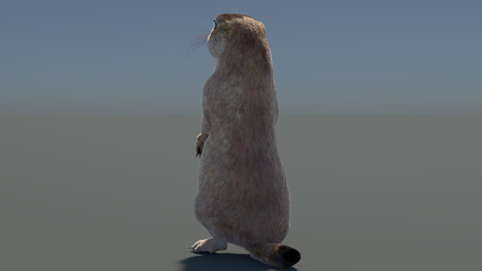 Rigged Prairie Dog 3D Model Fur 360° view 3 frame 67