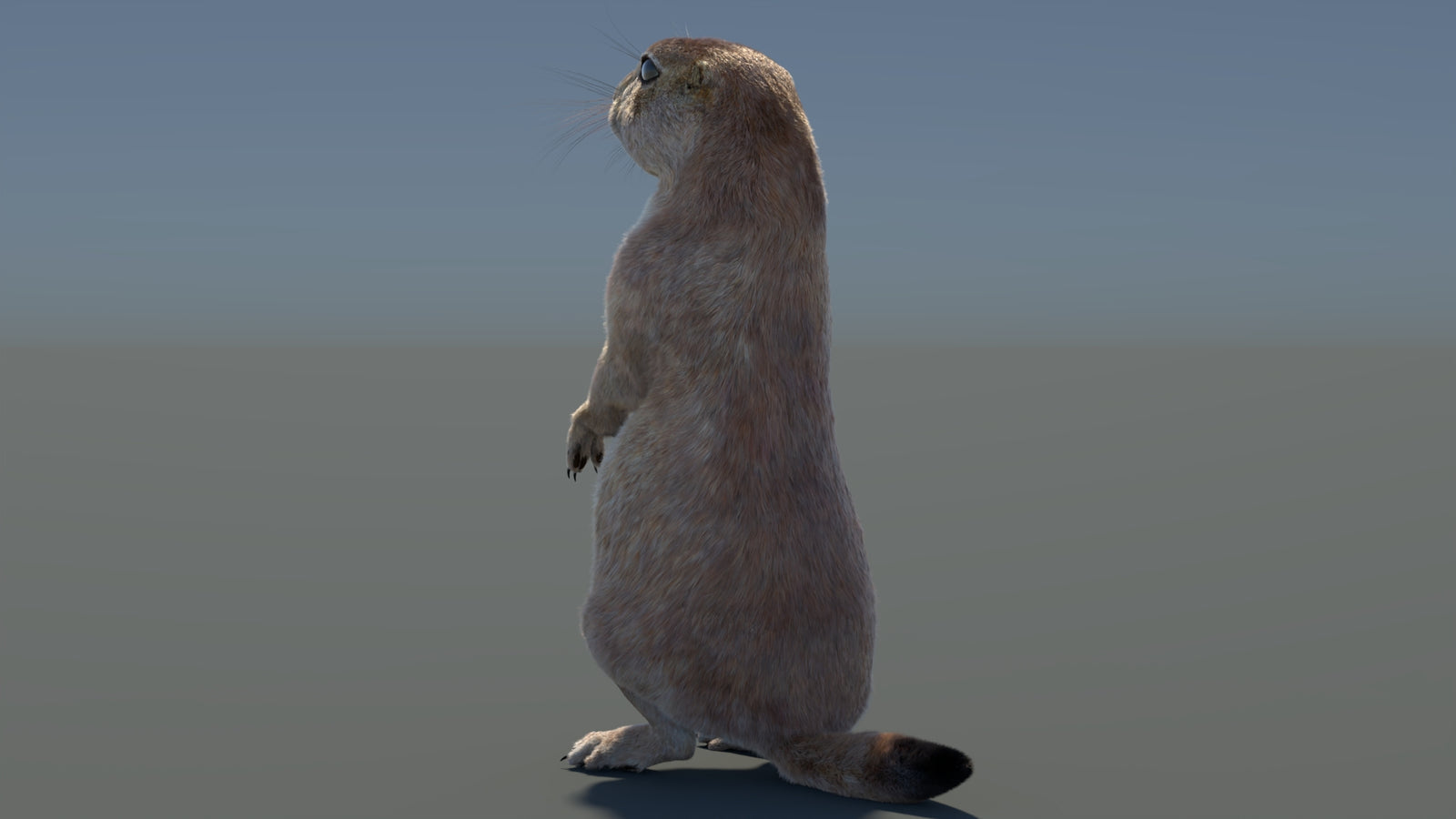 Rigged Prairie Dog 3D Model Fur 360° view 3 frame 71