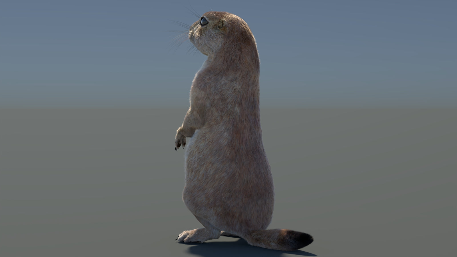 Rigged Prairie Dog 3D Model Fur 360° view 3 frame 73