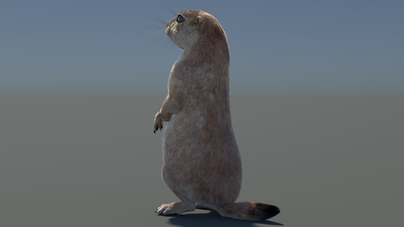 Rigged Prairie Dog 3D Model Fur 360° view 3 frame 74