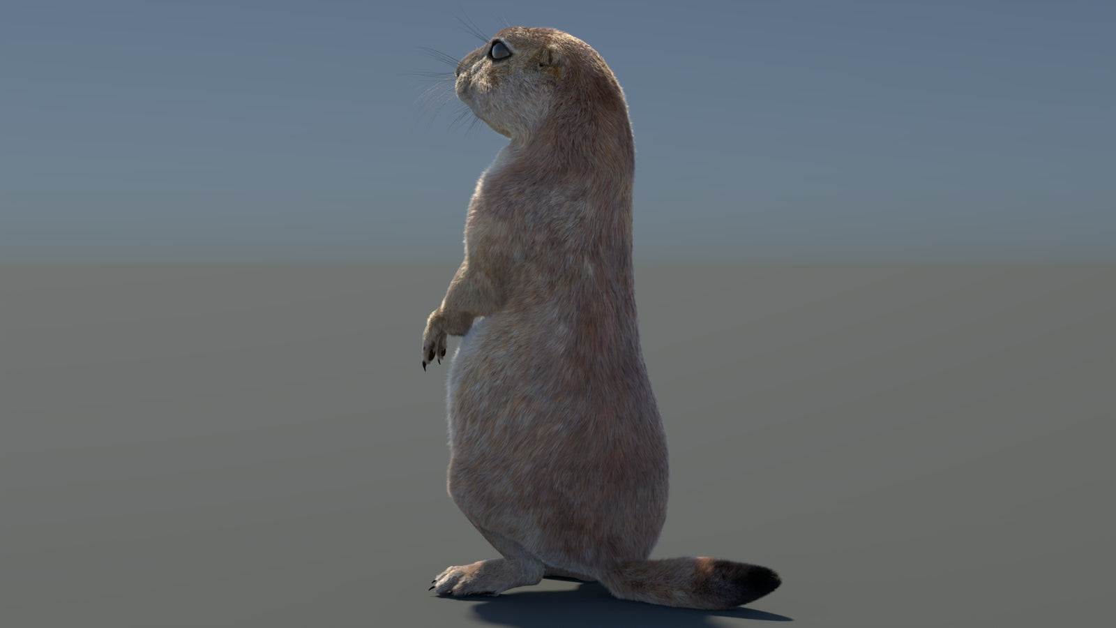 Rigged Prairie Dog 3D Model Fur 360° view 3 frame 75