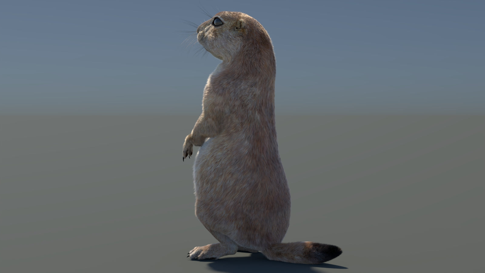 Rigged Prairie Dog 3D Model Fur 360° view 3 frame 76