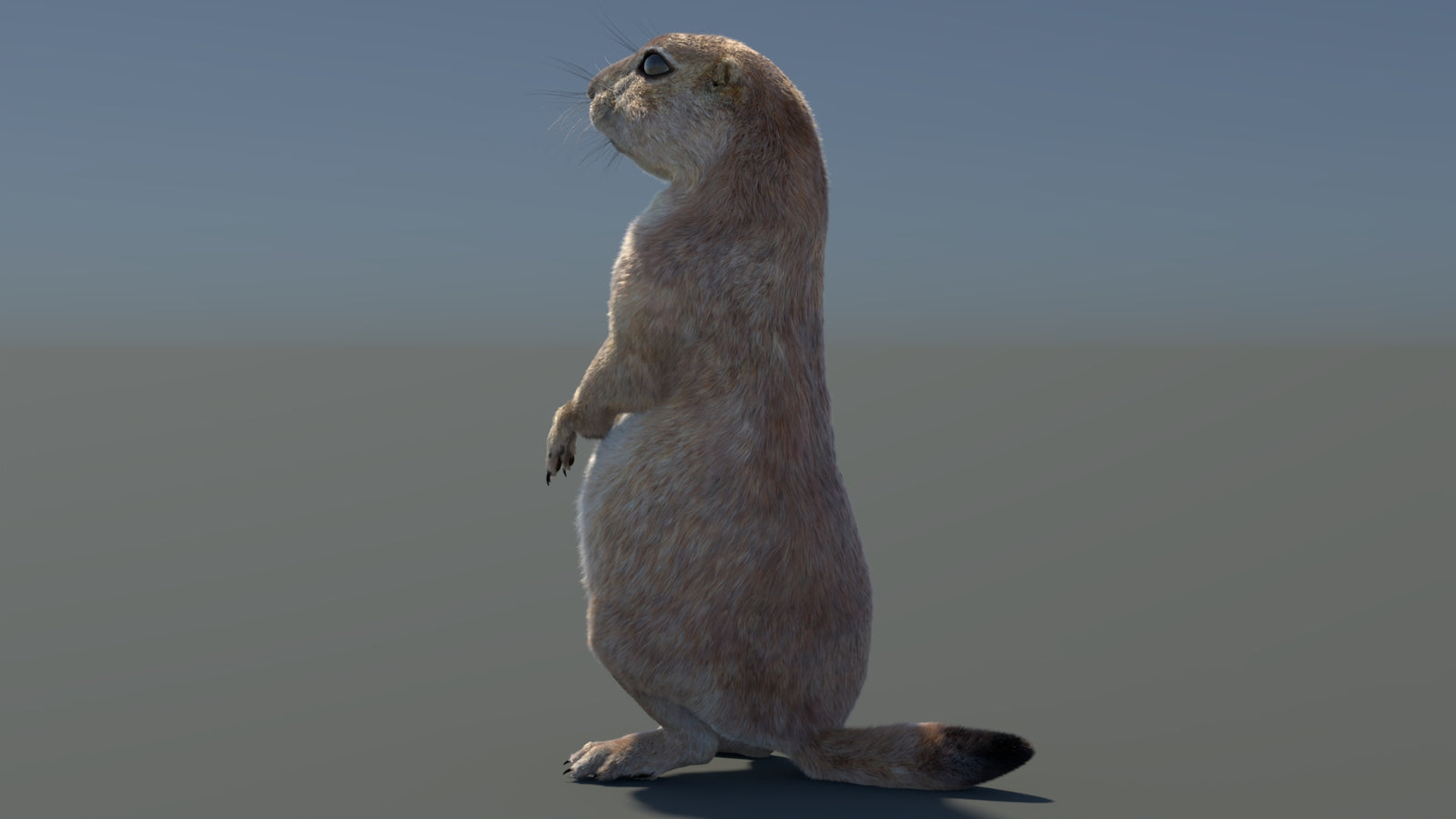 Rigged Prairie Dog 3D Model Fur 360° view 3 frame 77
