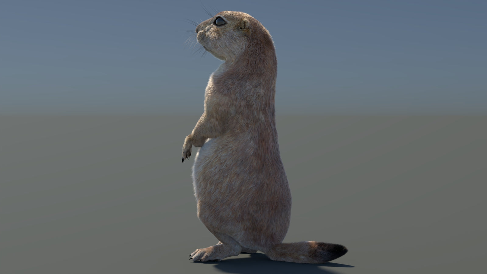 Rigged Prairie Dog 3D Model Fur 360° view 3 frame 78