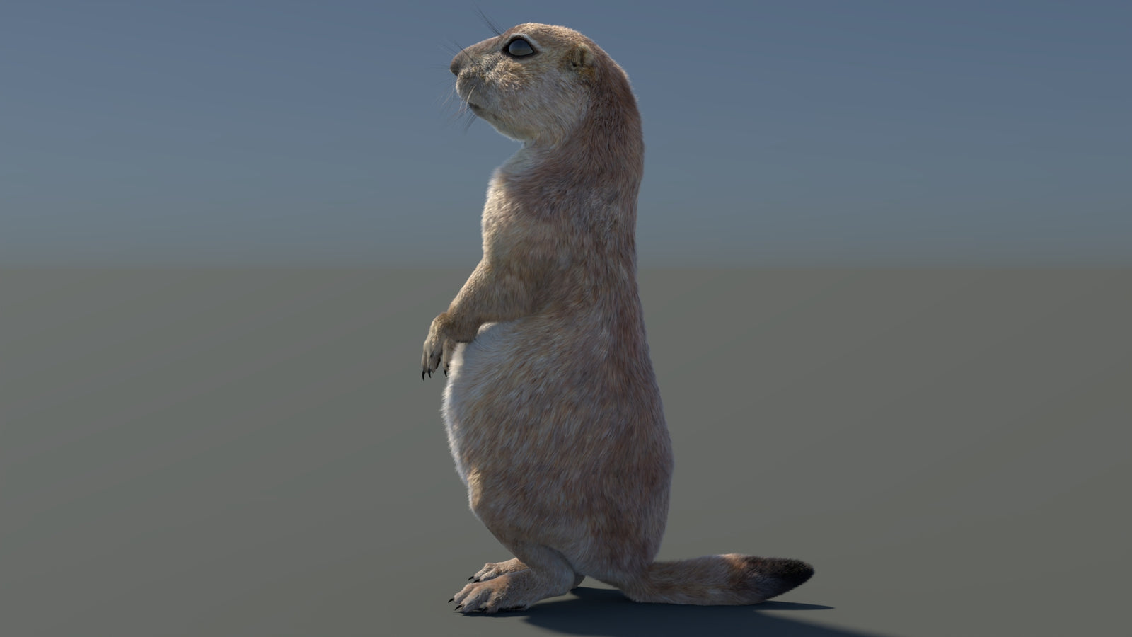 Rigged Prairie Dog 3D Model Fur 360° view 3 frame 82