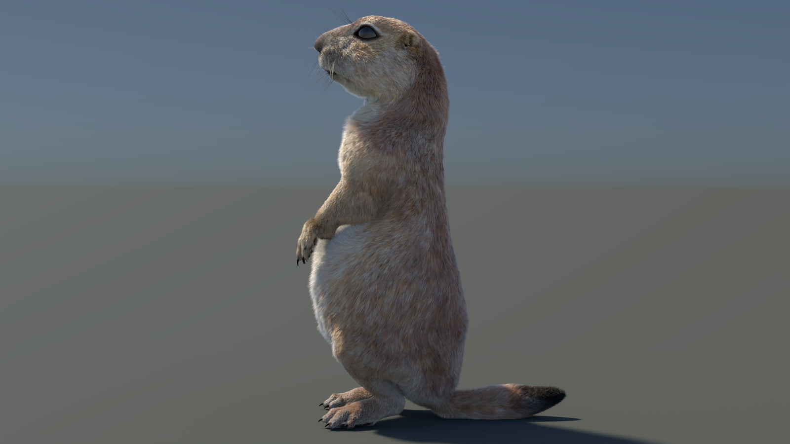 Rigged Prairie Dog 3D Model Fur 360° view 3 frame 84