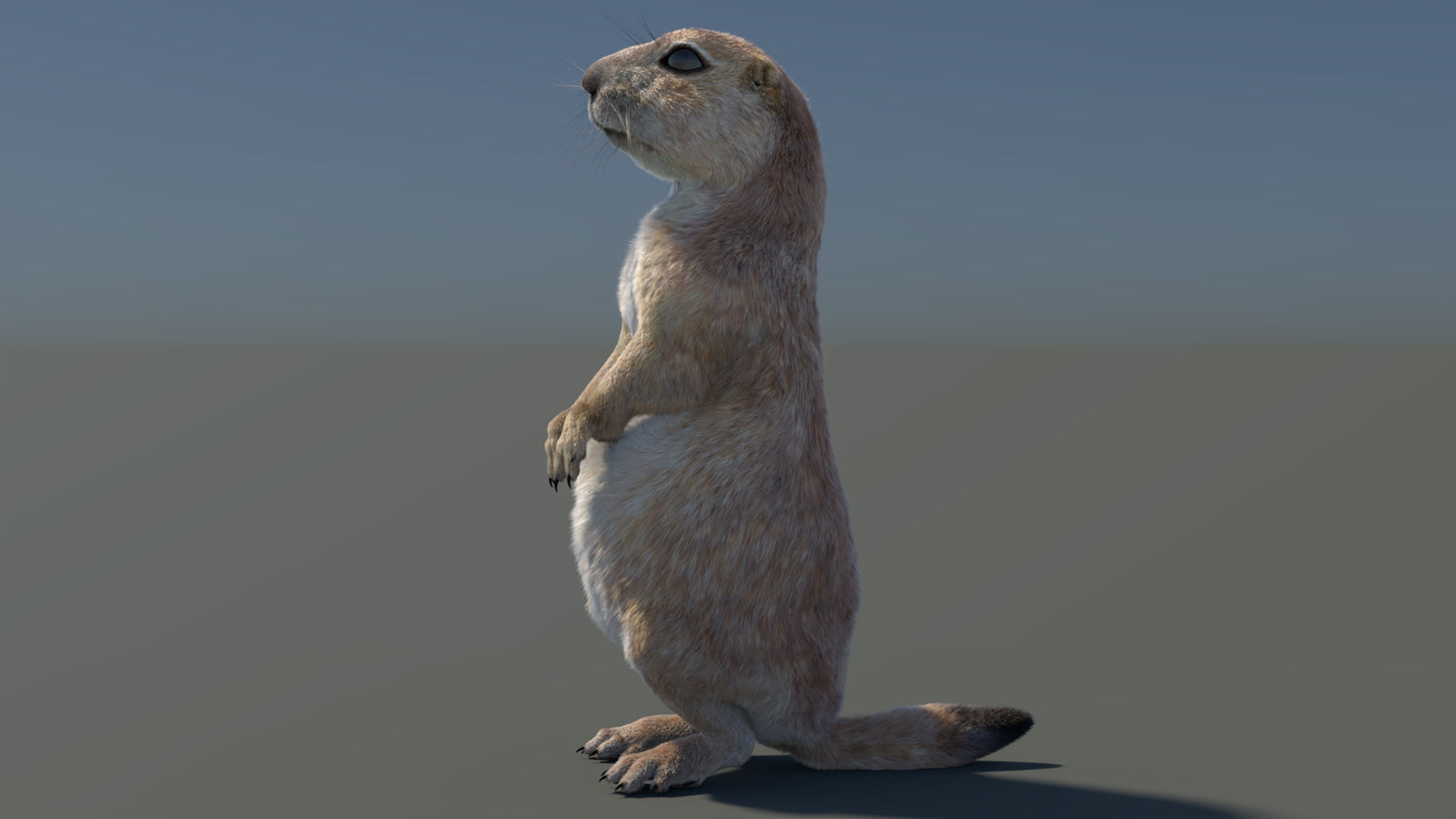 Rigged Prairie Dog 3D Model Fur 360° view 3 frame 86