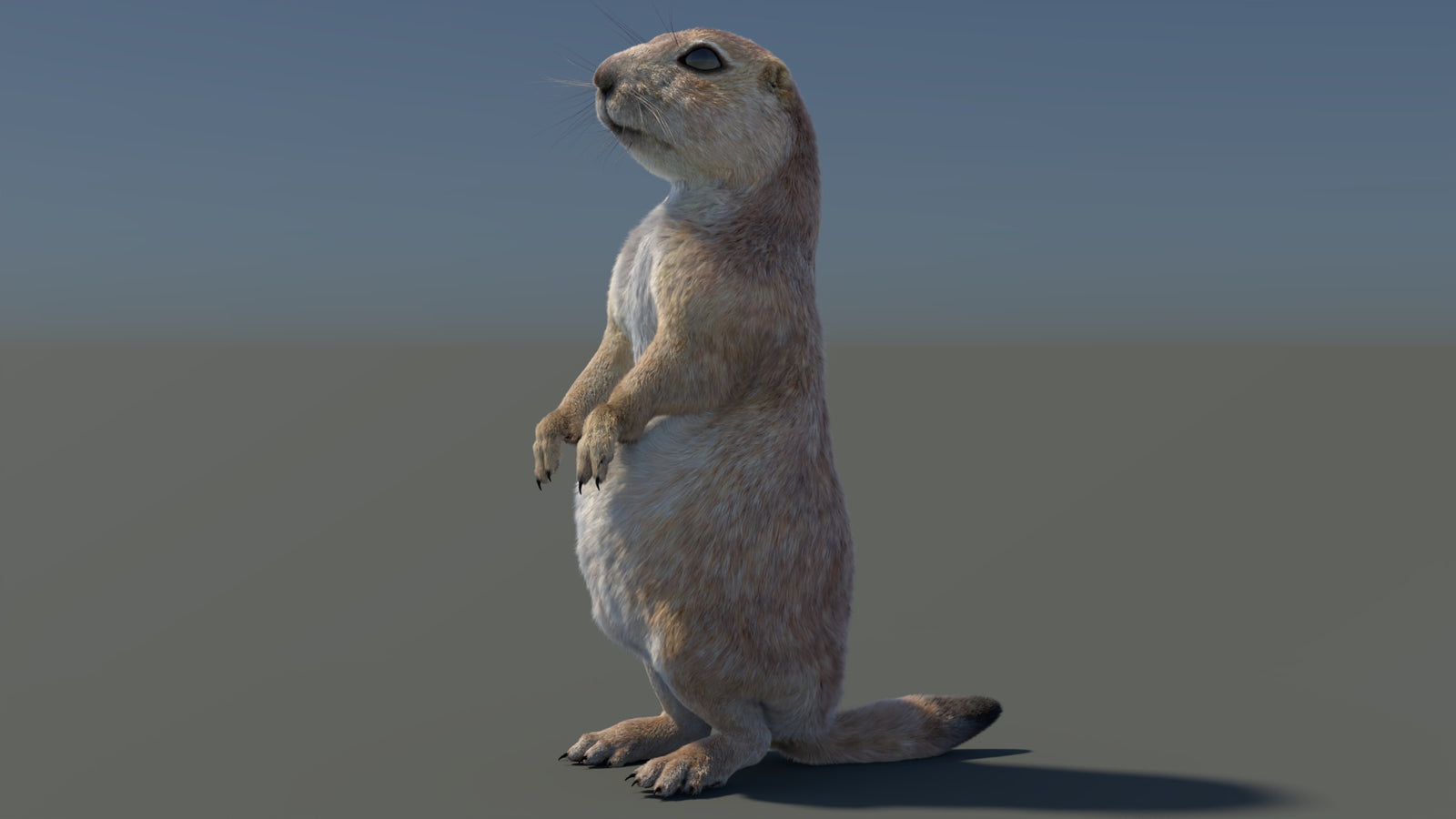 Rigged Prairie Dog 3D Model Fur 360° view 3 frame 90