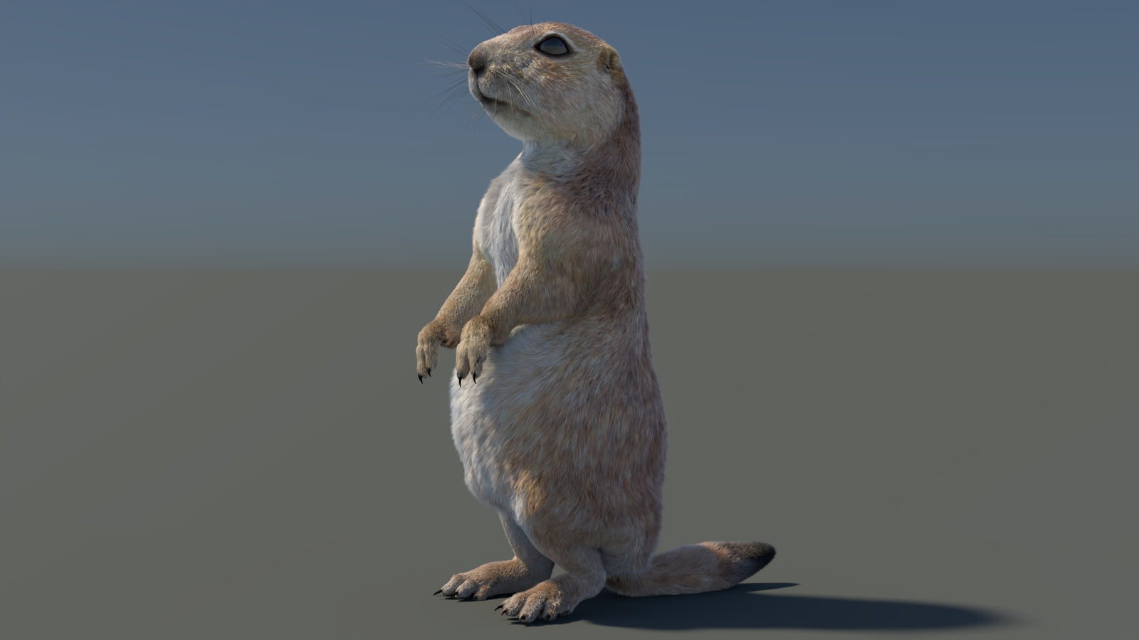 Rigged Prairie Dog 3D Model Fur 360° view 3 frame 91