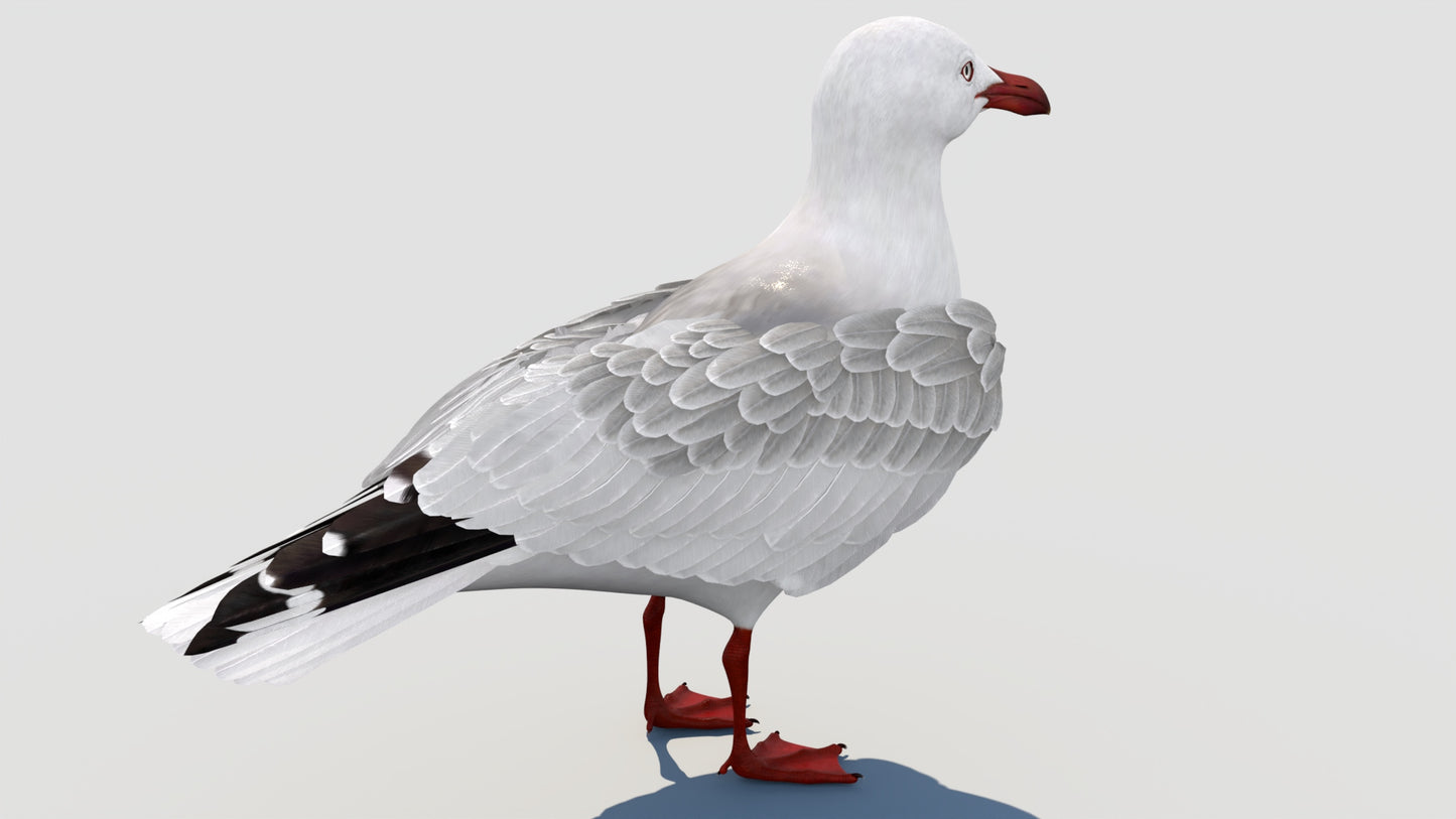 Rigged Seagull 3D Model