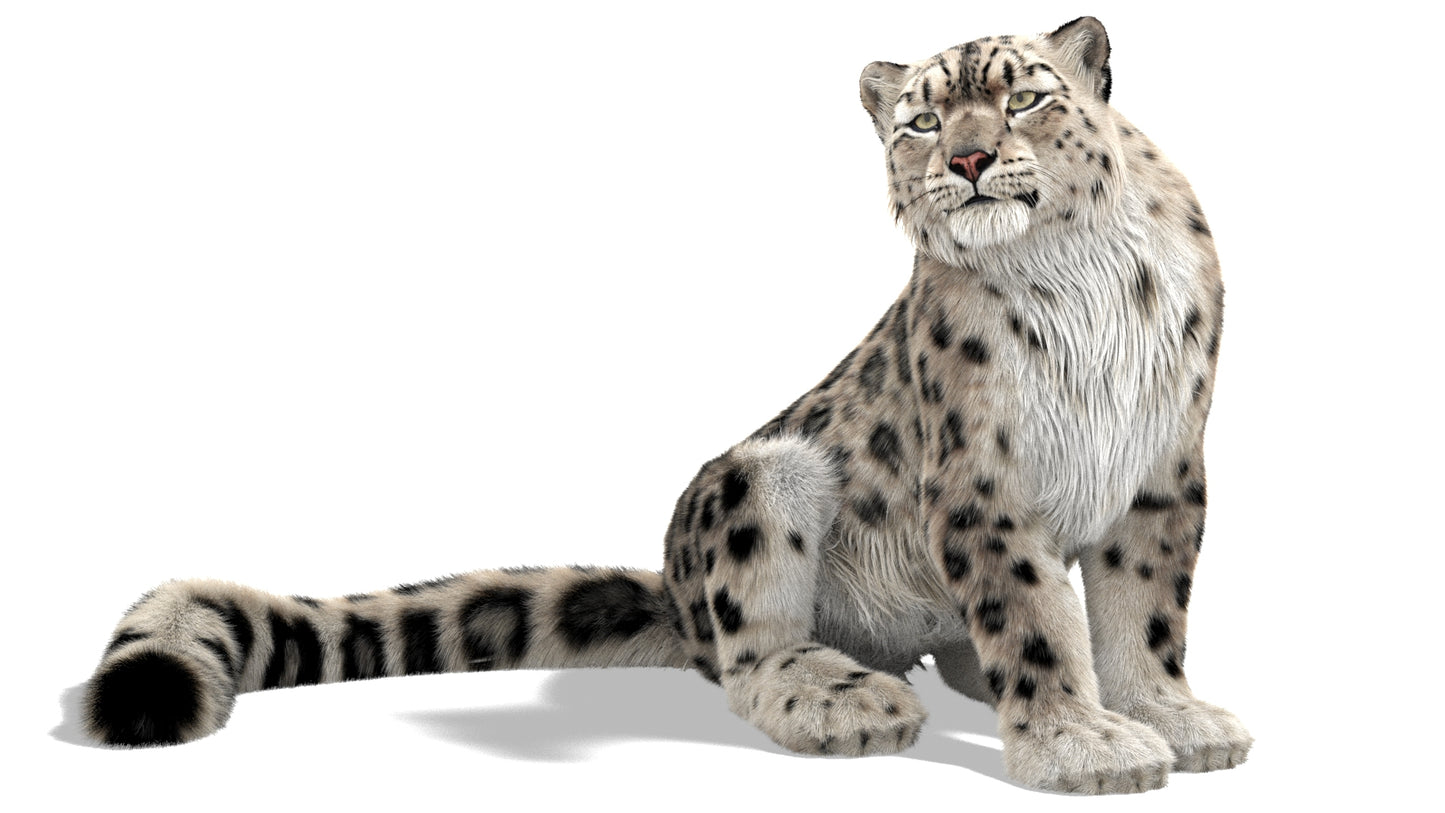 Rigged Snow Leopard 3D Model Ornatrix Fur