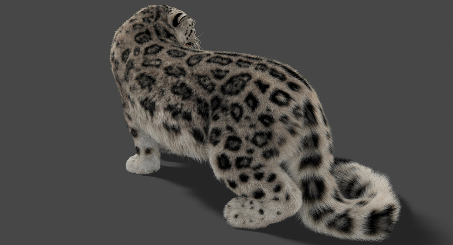 Rigged Snow Leopard 3D Model Ornatrix Fur