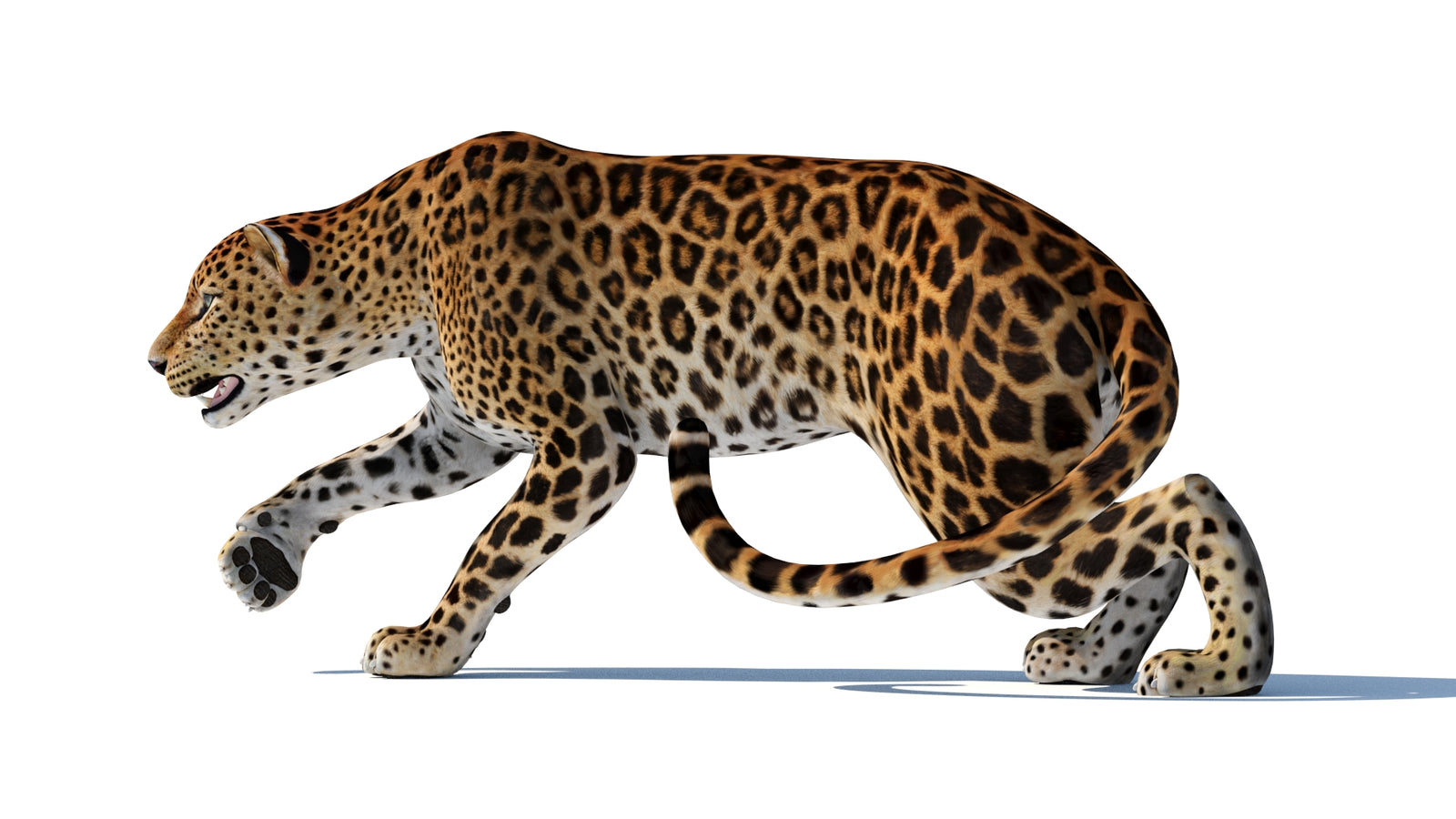 조작된 스리랑카 표범 3D 모델 360° view 2 frame 2