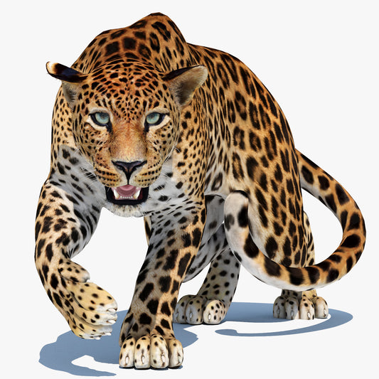 Rigged Sri Lankan Leopard 3D Model for Download