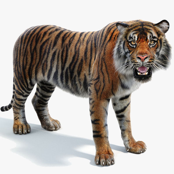 Sumatran Tiger 3D Model Rigged Fur