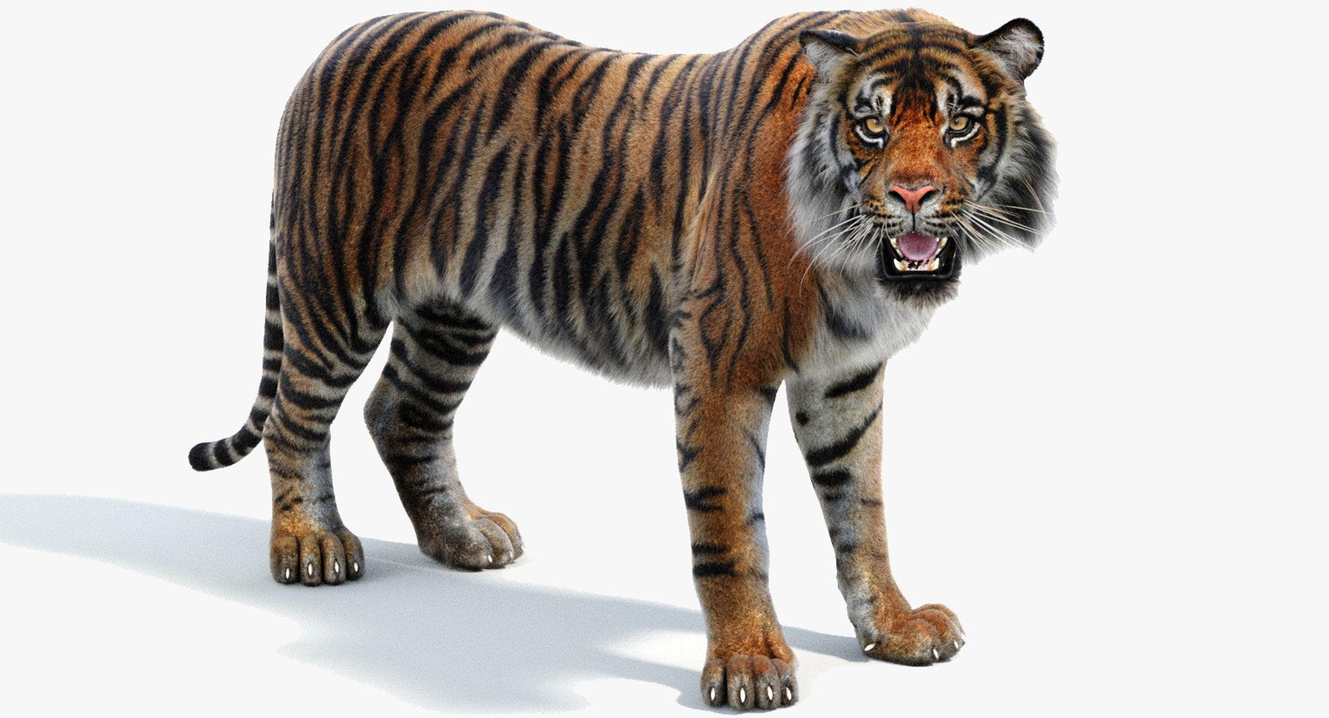 Rigged Sumatran Tiger 3D Model with Fur 3ds Max Arnold Renderer