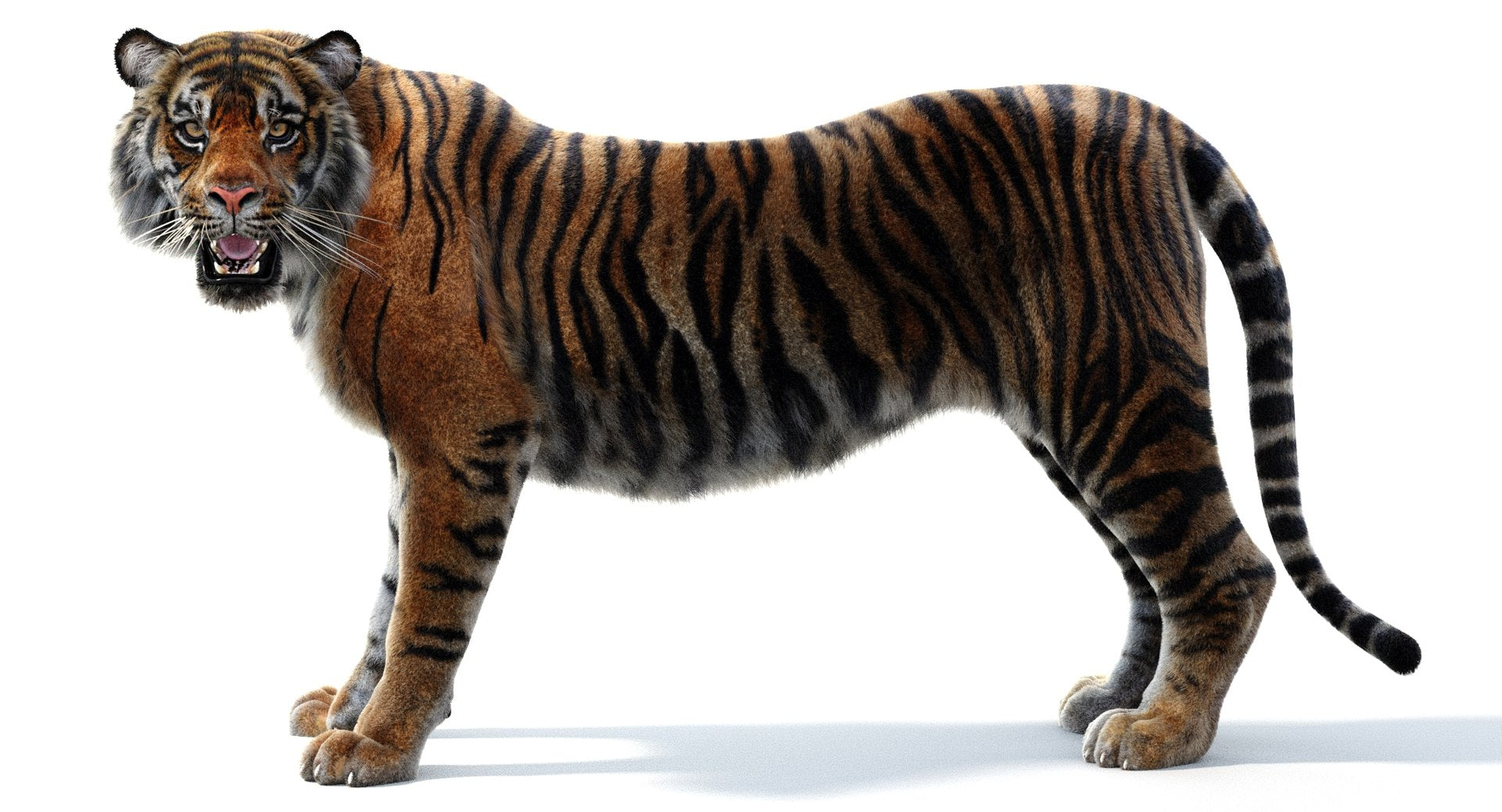 Rigged Sumatran Tiger 3D Model Groomed with 3ds Max Hair and Fur: Arnold Renderer