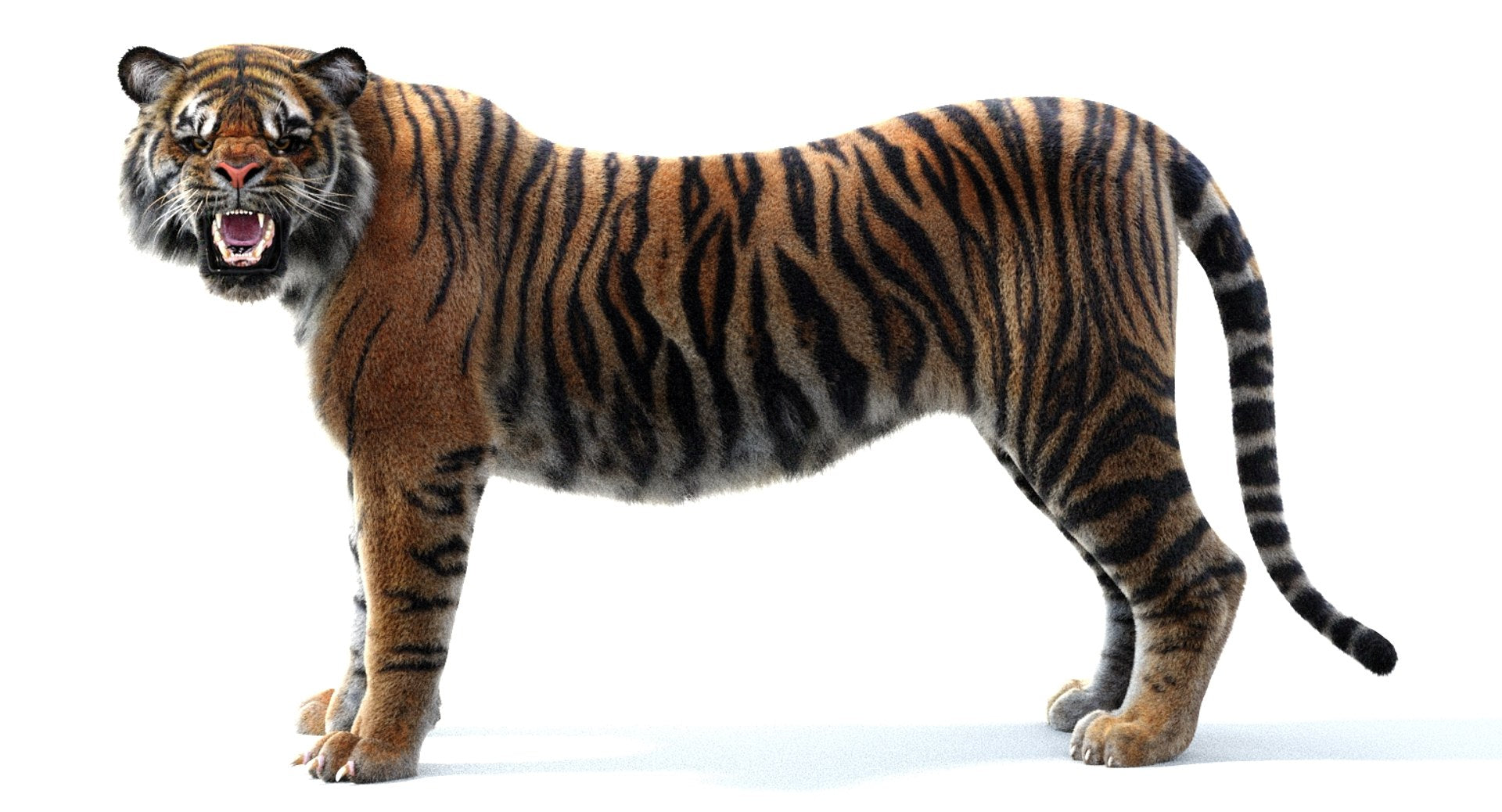 Sumatran Tiger Rigged 3D Model with Fur