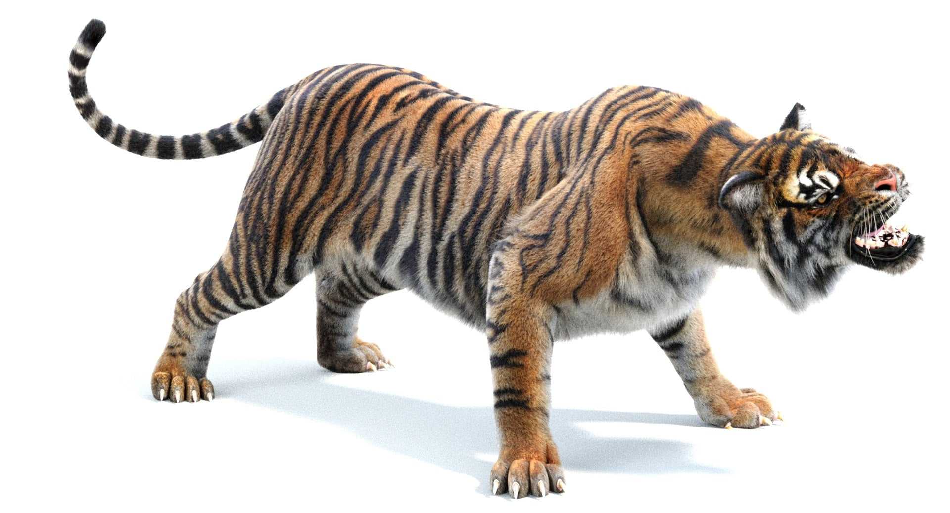 Sumatran Tiger 3D Model Rigged with Fur