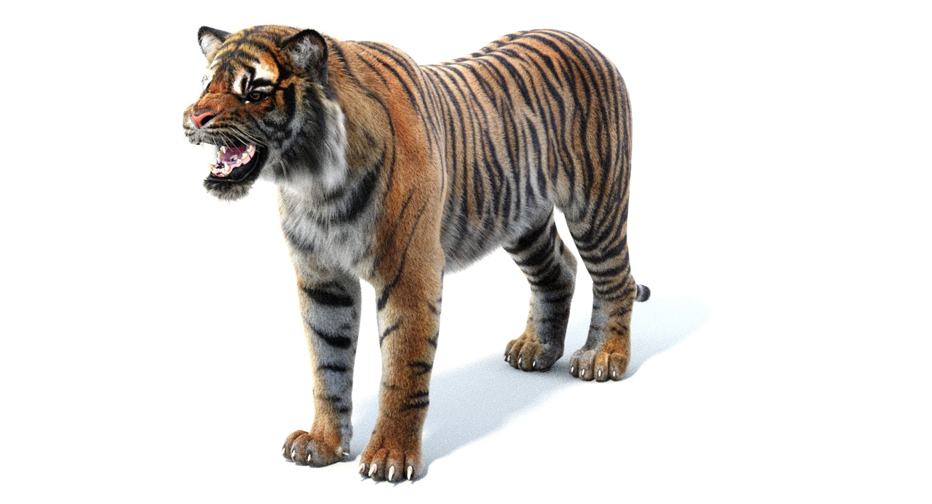 Realistic Sumatran Tiger 3D Model Rigged with Fur