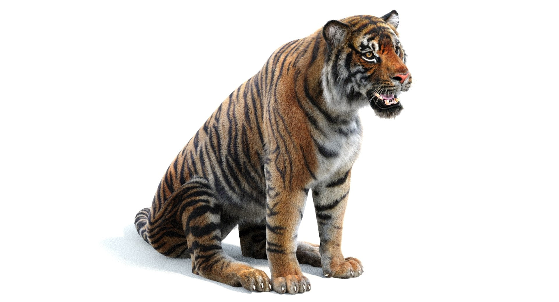 Tiger 3D model sitting on a white background Arnold Renderer