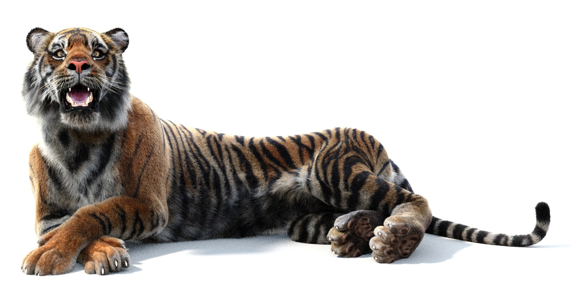 3D model of tiger lying down on a white background