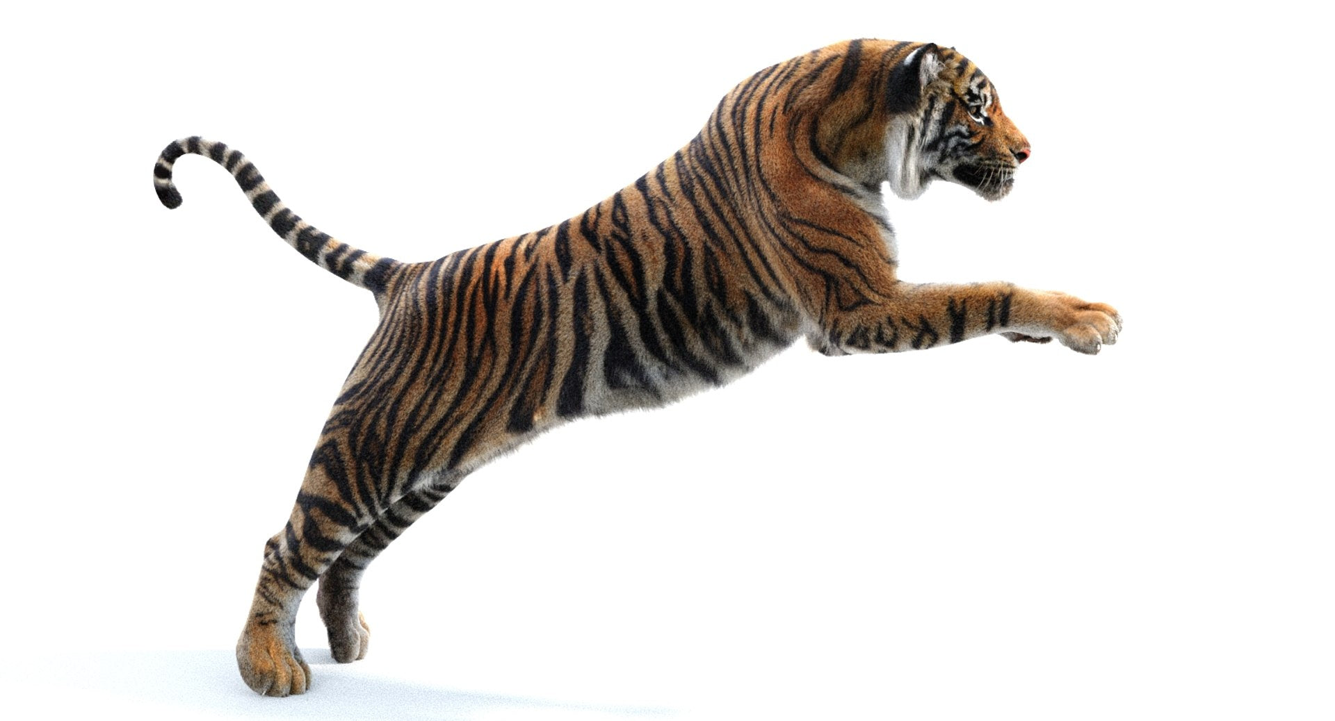 Tiger 3D Model in a dynamic pose on a white background