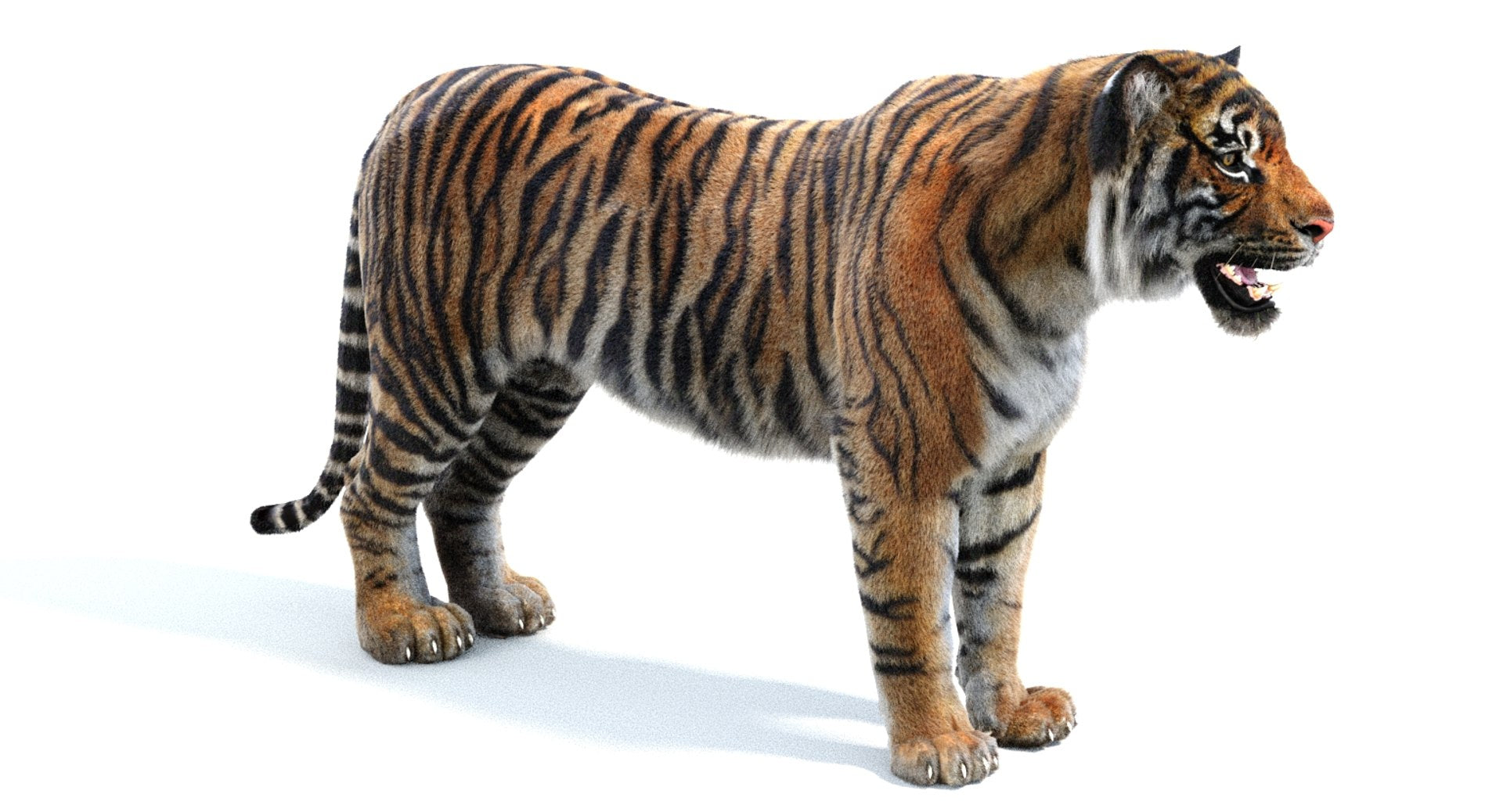 Realistic Tiger 3D Model for Download 3ds max Scene