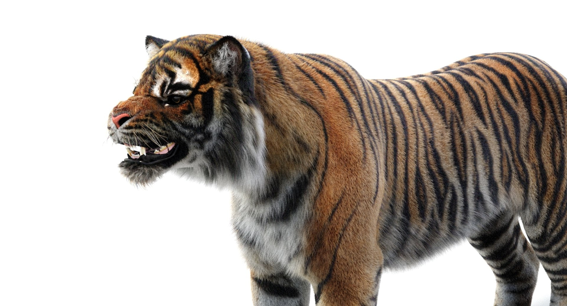 Tiger 3D Model Close Up view on a white background
