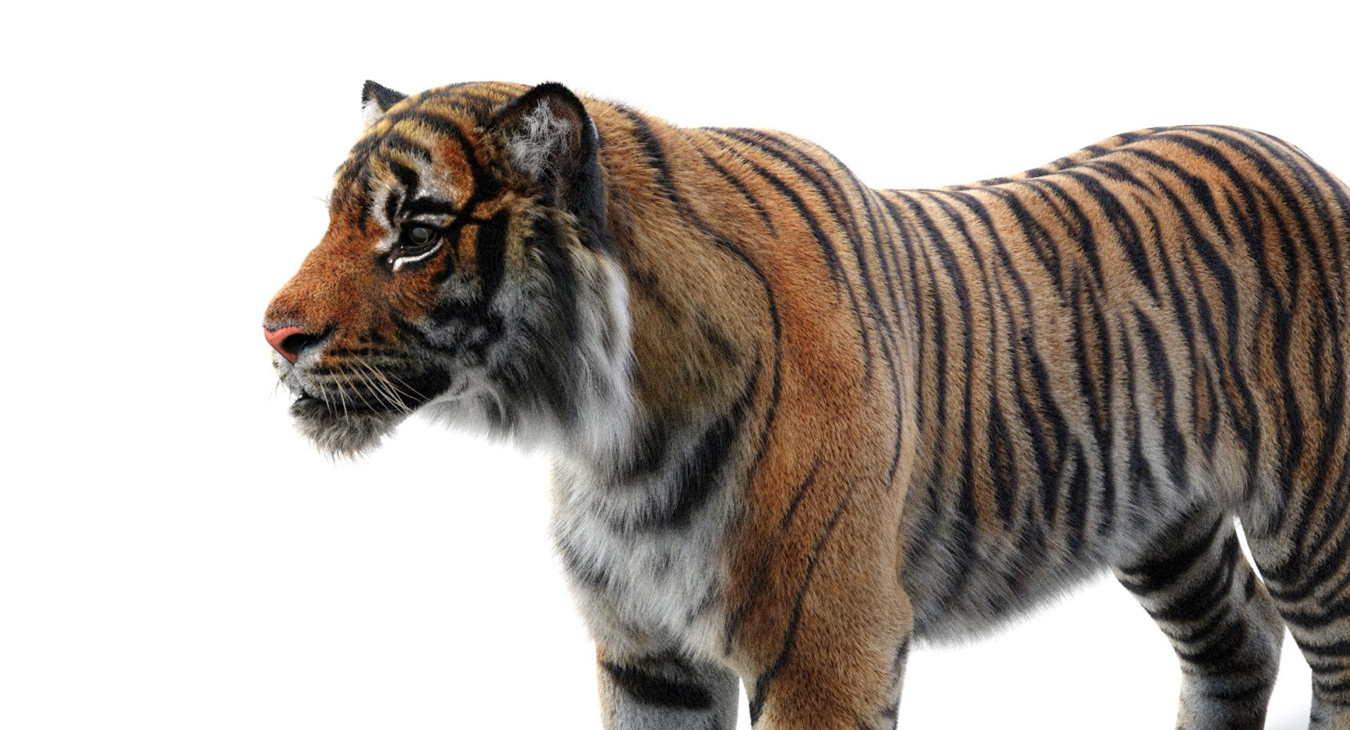 Lifelike Tiger 3D Model Head Close Up Rendering