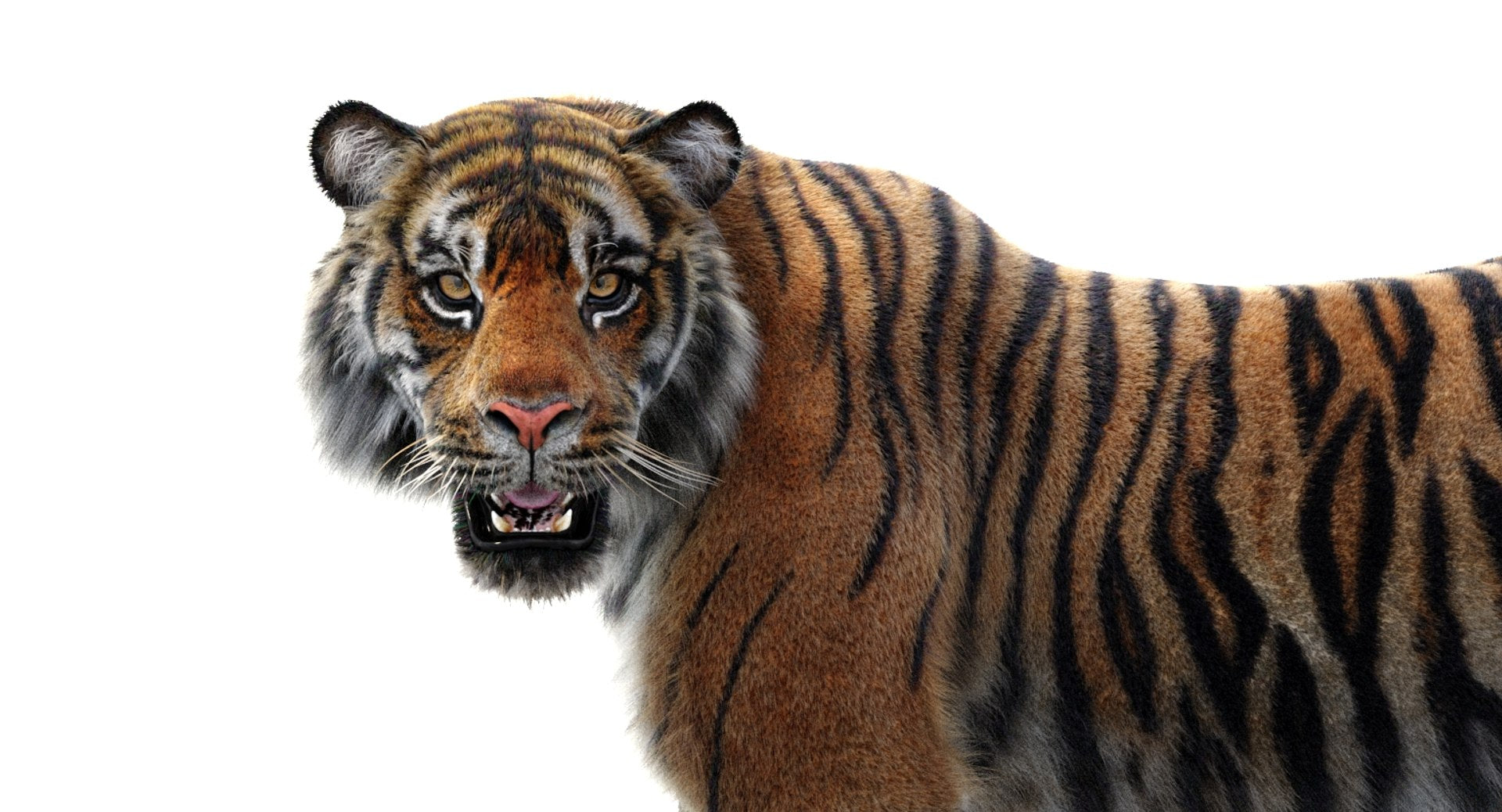 Lifelike Tiger 3D Model Head Close Up Rendering