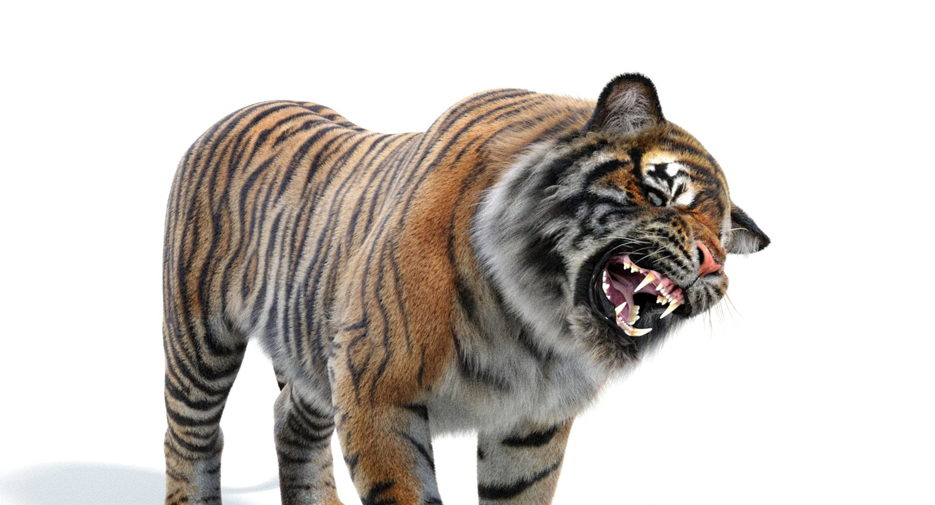 Lifelike Tiger 3D Model Head Close Up Rendering Roaring