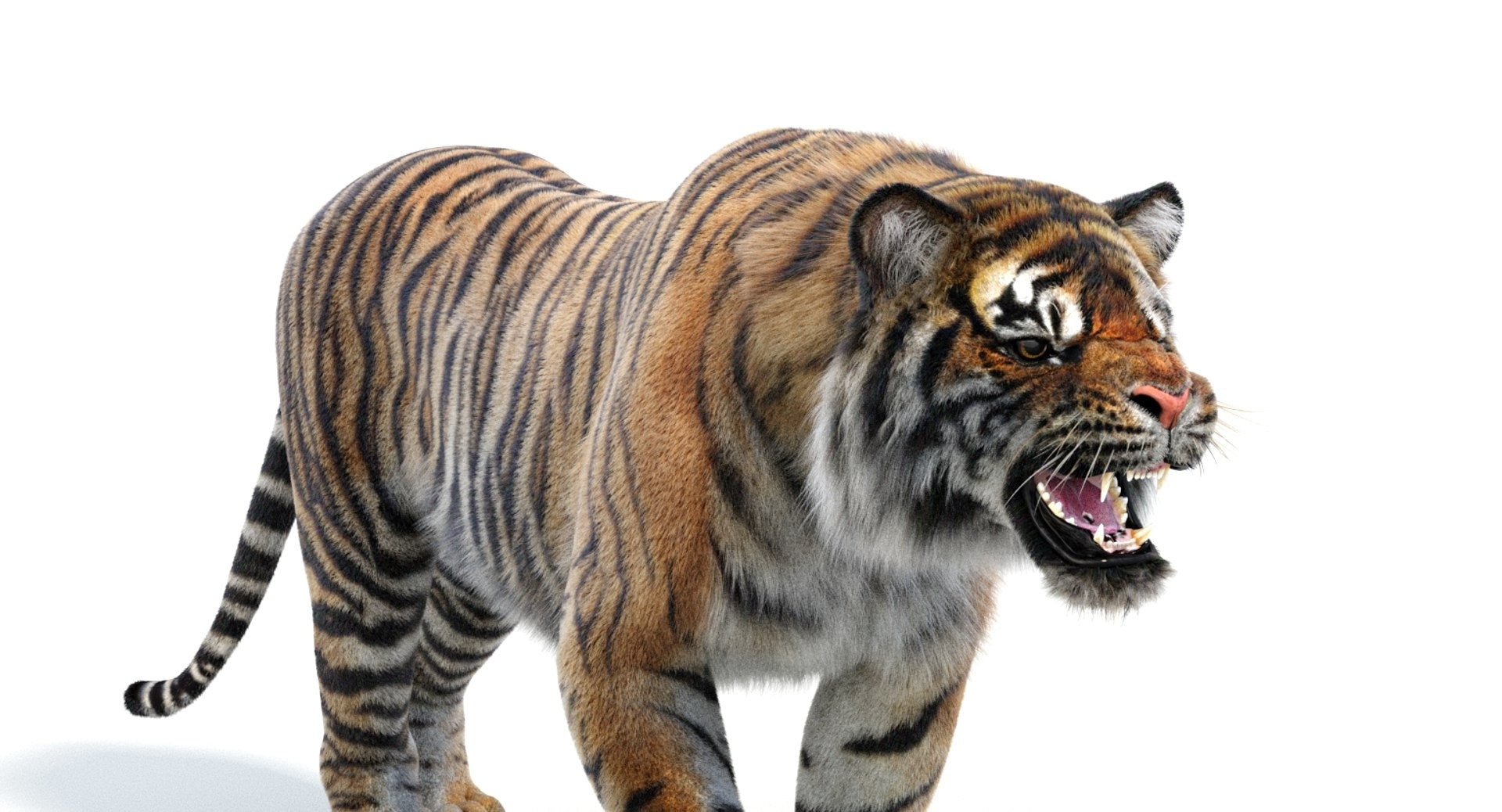 Lifelike Tiger 3D Model Head Close Up Rendering Angry