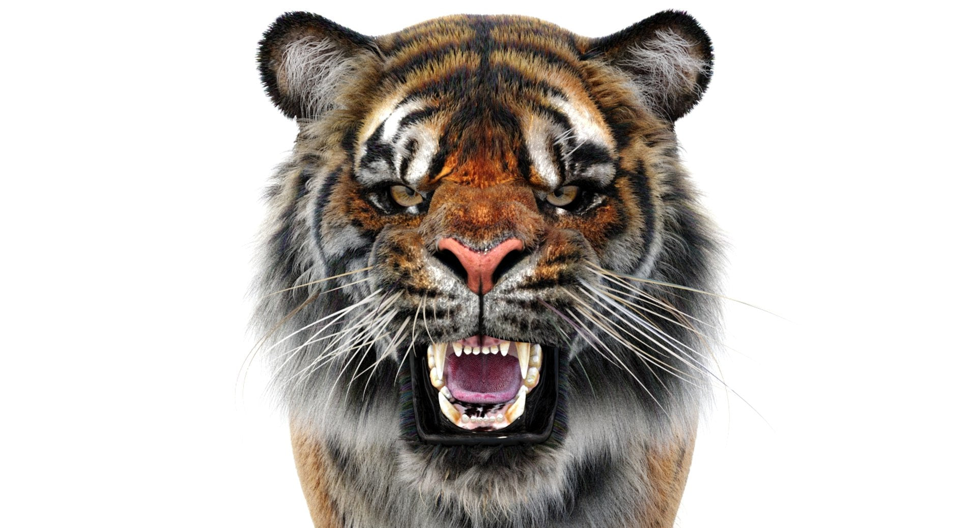 Lifelike Tiger 3D Model Head Close Up Rendering from Direct Front Roaring and angry